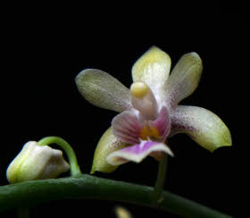 Phalaenopsis deliciosa