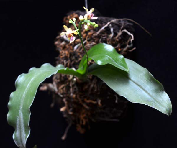 Phalaenopsis deliciosa