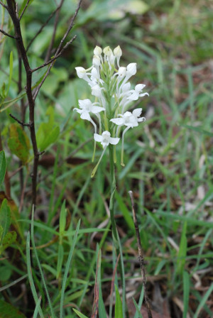 Habenaria roxburghii