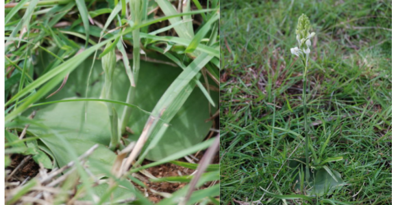 Habenaria roxburghii