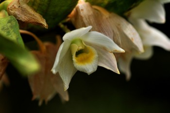 Dendrobium aqueum