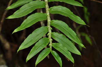 Dendrobium aqueum