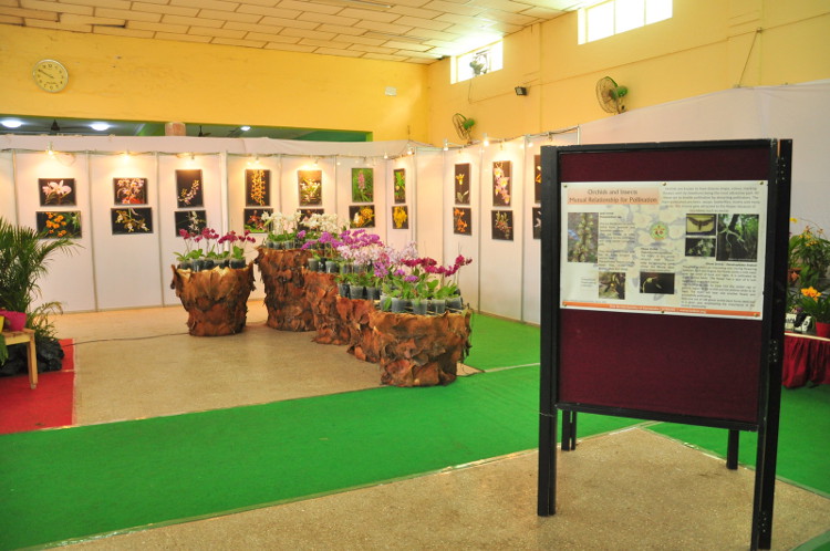 A View of the Orchid Show