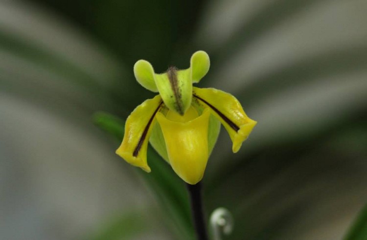 Paphiopedilum druryi (Bedd.) Stein