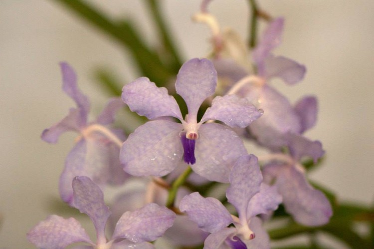 Vanda coerulea Griff. ex Lindl.