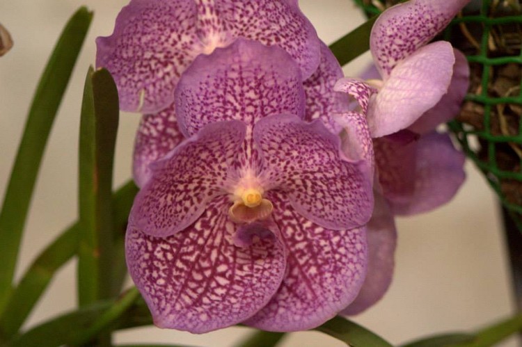 Vanda hybrid