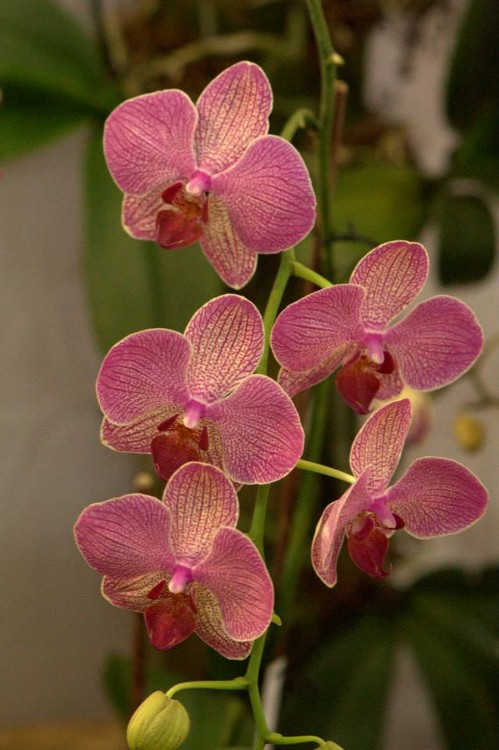 Phalaenopsis hybrid