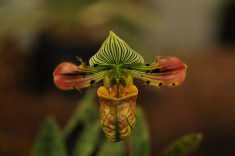 Paphiopedilum hybrid