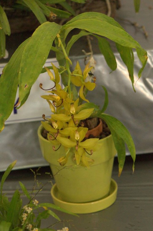 Cycnoches hybrid