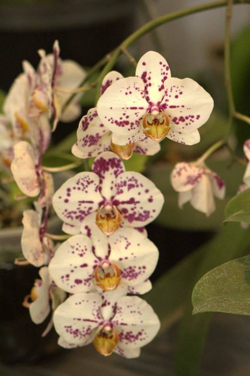 Phalaenopsis hybrid