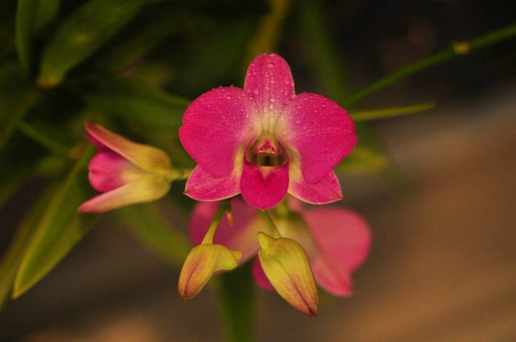 Dendrobium hybrid