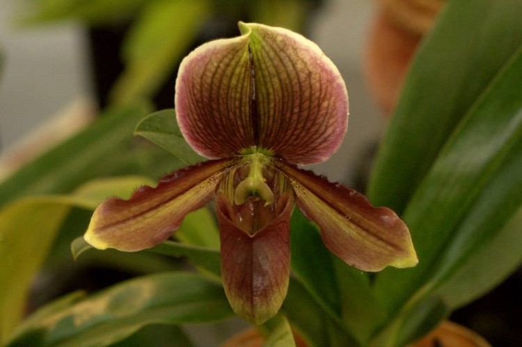 Paphiopedilum spp