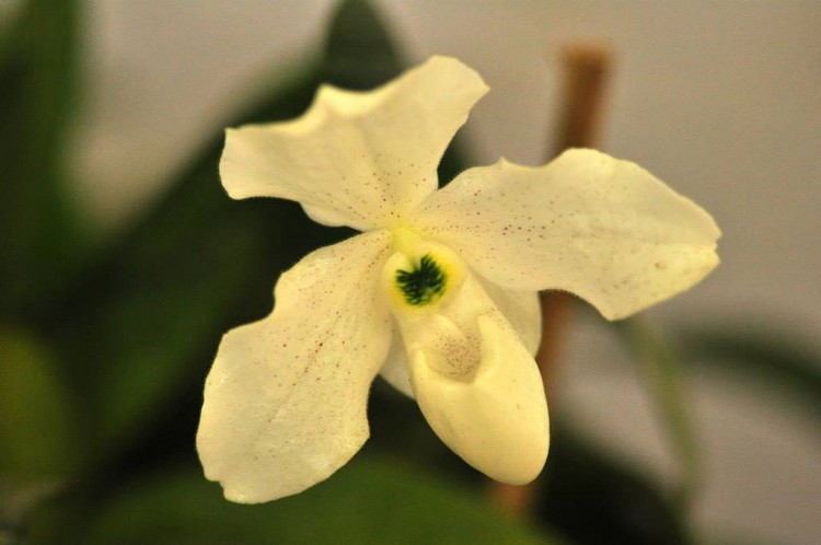 Paphiopedilum hybrid