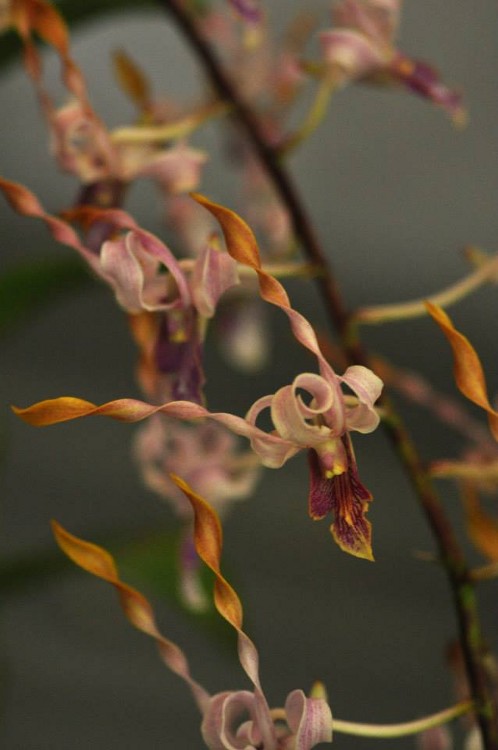 Dendrobium hybrid