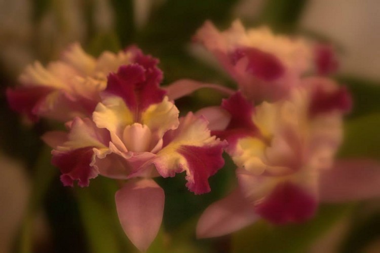 Cattleya hybrid