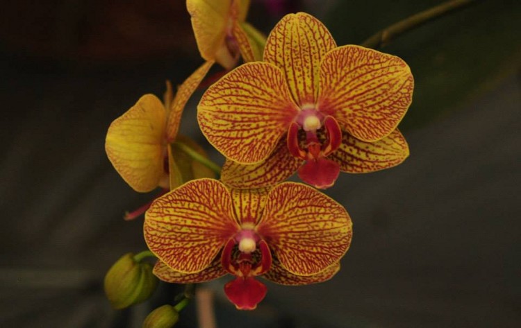 Phalaenopsis hybrid