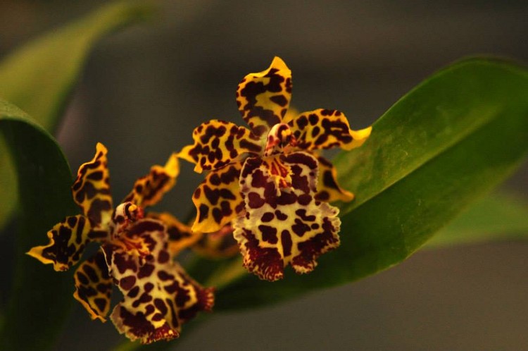 Oncidium hybrid