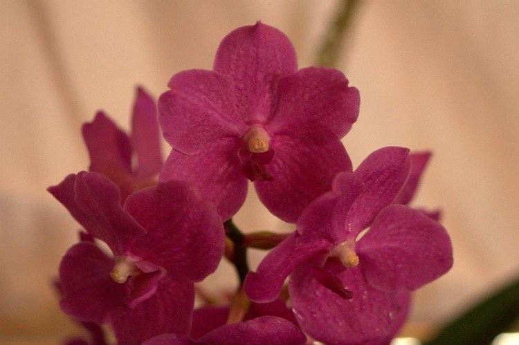 Vanda hybrid