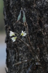 Dendrobium ovatum