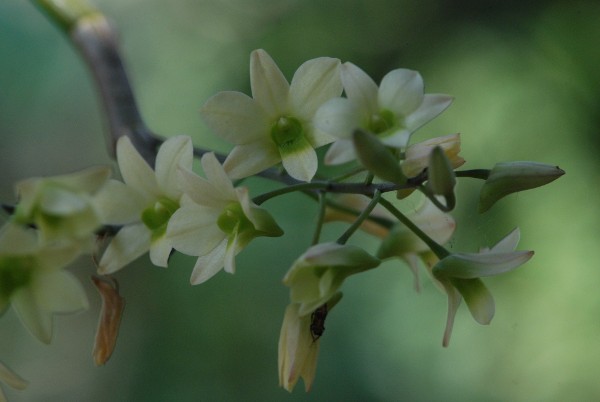 Dendrobium ovatum