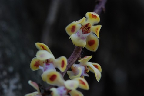 Smithsonia maculata