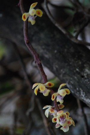 Smithsonia maculata