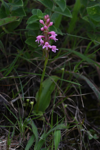 Satyrium nepalense