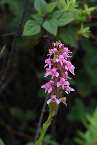 Satyrium nepalense