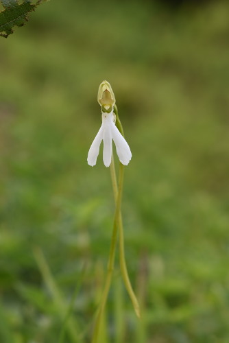 Habenaria longicorniculata