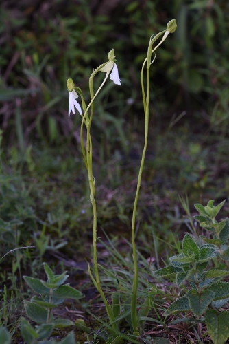 Habenaria longicorniculata