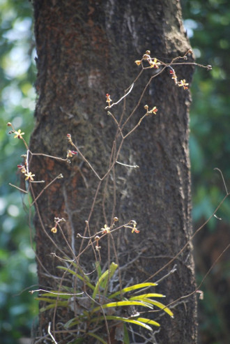 Cottonia plant