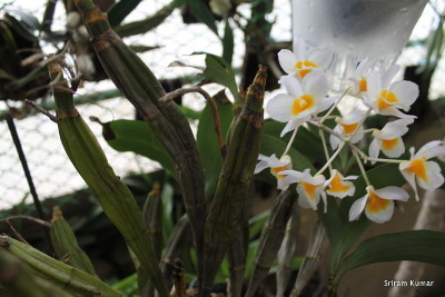 Dendrobium farmeri