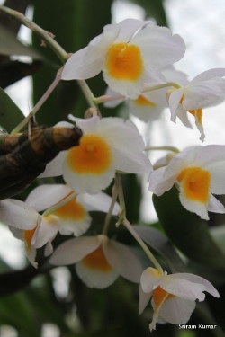 Dendrobium farmeri