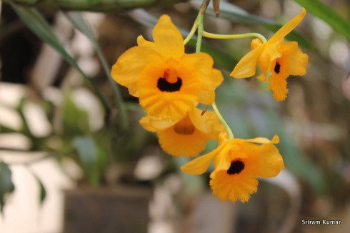 Dendrobium fimbriatum