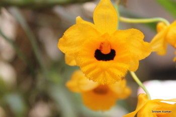 Dendrobium fimbriatum