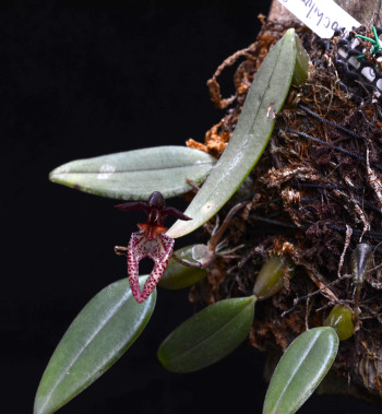 Bulbophyllum lasiochilum