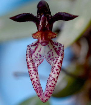 Bulbophyllum lasiochilum