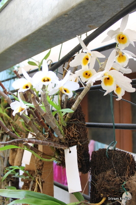 Dendrobium bensoniae