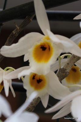 Dendrobium bensoniae