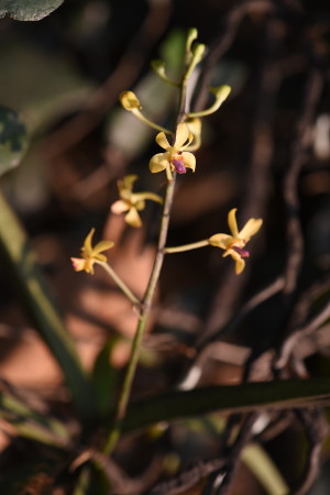 Vanda testacea