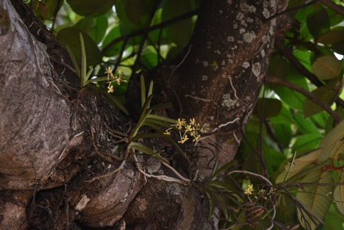 Vanda testacea