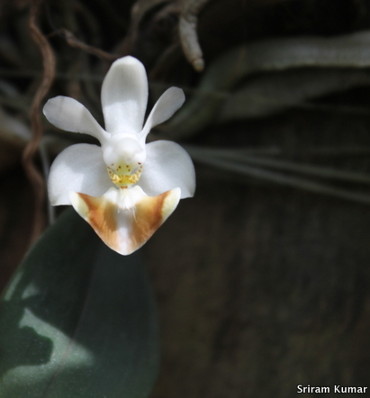 Phalaenopsis lobbii