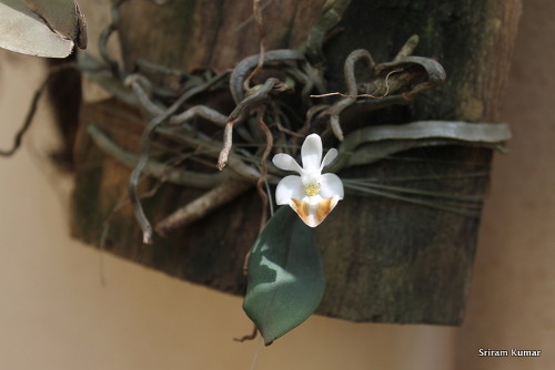 Phalaenopsis lobbii