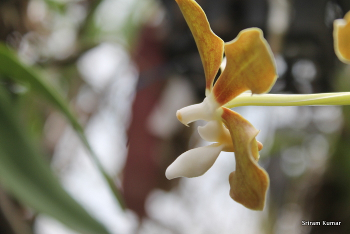 Vanda wightii