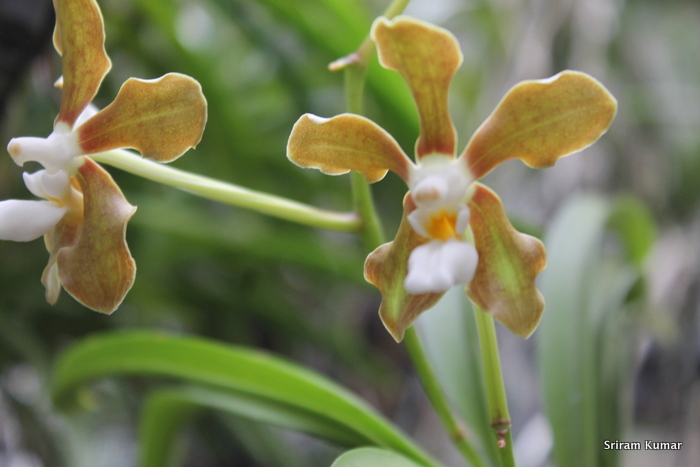 Vanda wightii