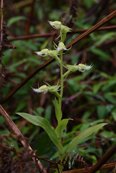 Habenaria elwesii