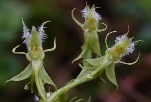 Habenaria elwesii