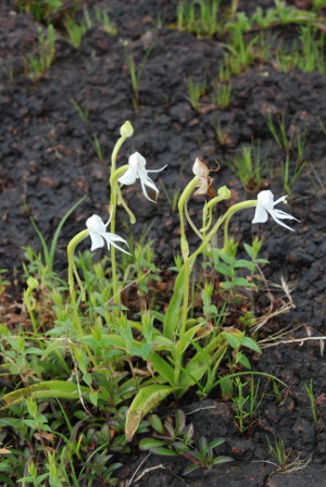 Habenaria rariflora