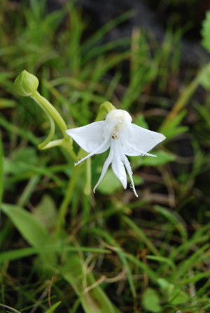 Habenaria rariflora