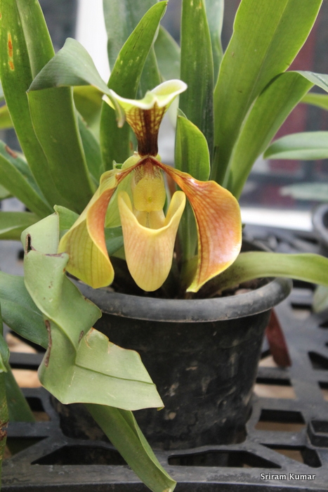 Paphiopedilum villosum